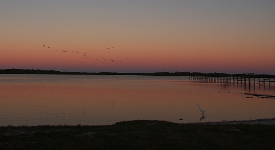 [A landscape view of the lagoon with the barrier islands in the distance and the shore in the foreground. The sky and the water have pinkish stripes in them from the setting sun. Birds in formation are black specks in the sky. The egret stands in the very shallow water facing left. On the far right is a wooden dock extending into the water.]